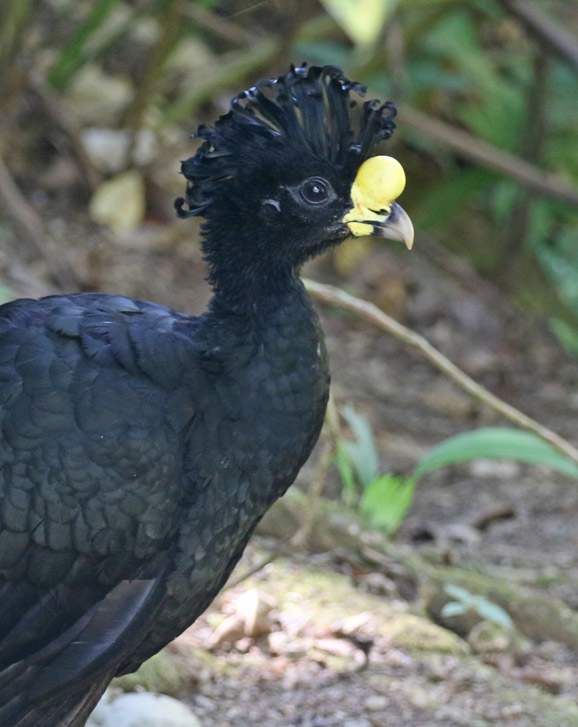 Great Curassow