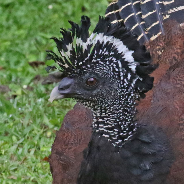 Great Curassow