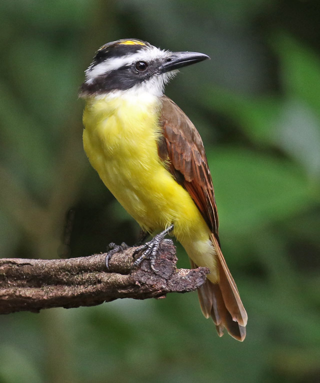 Great Kiskadee