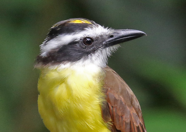 Great Kiskadee