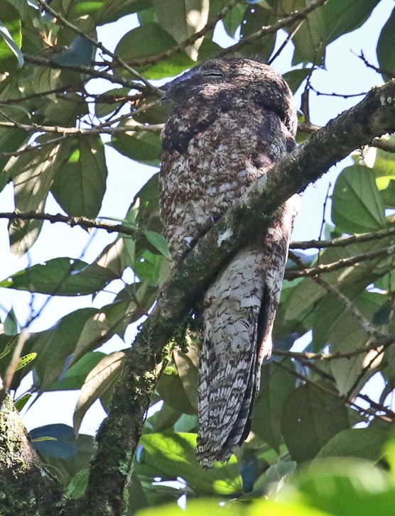 Great Potoo