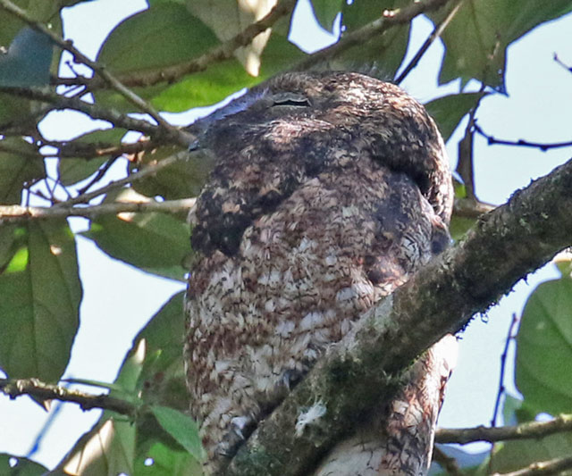 Great Potoo