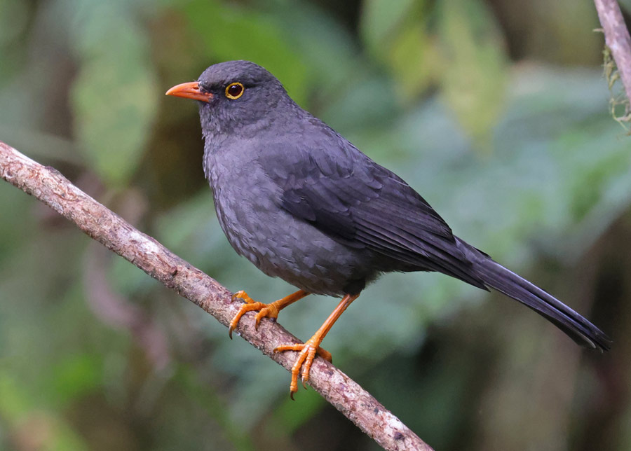 Great Thrush