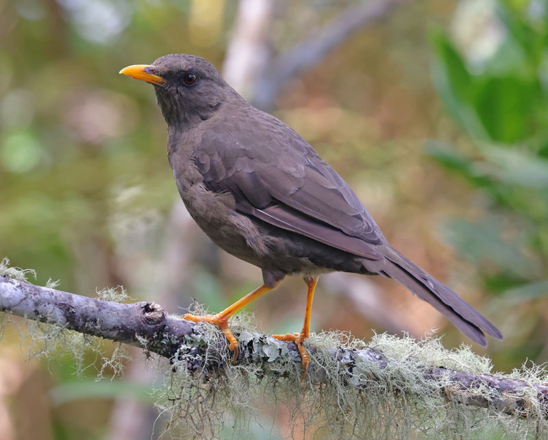 Great Thrush