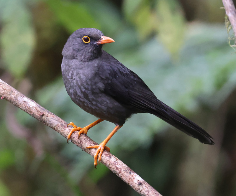 Great Thrush