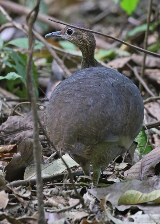 Great Tinamou