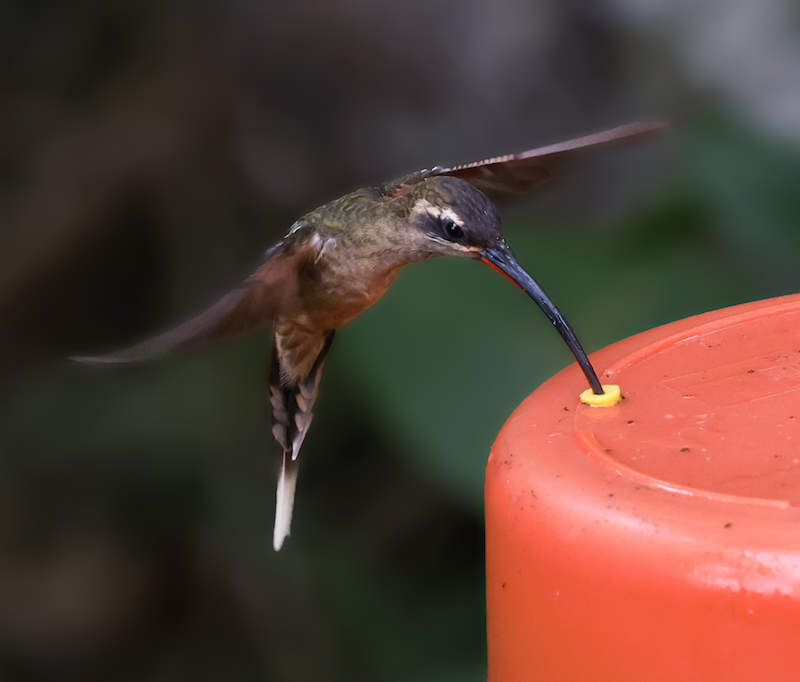 Great-billed Hermit