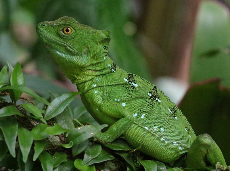Green Basilisk