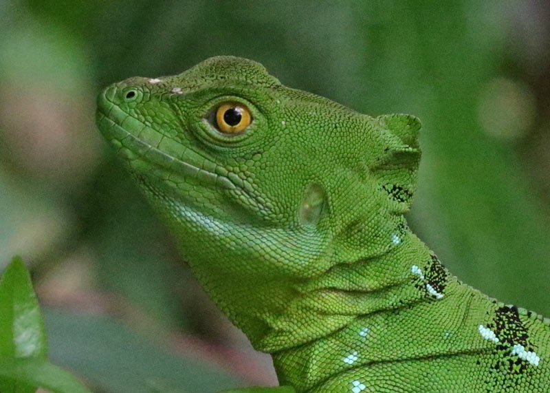 Green Basilisk