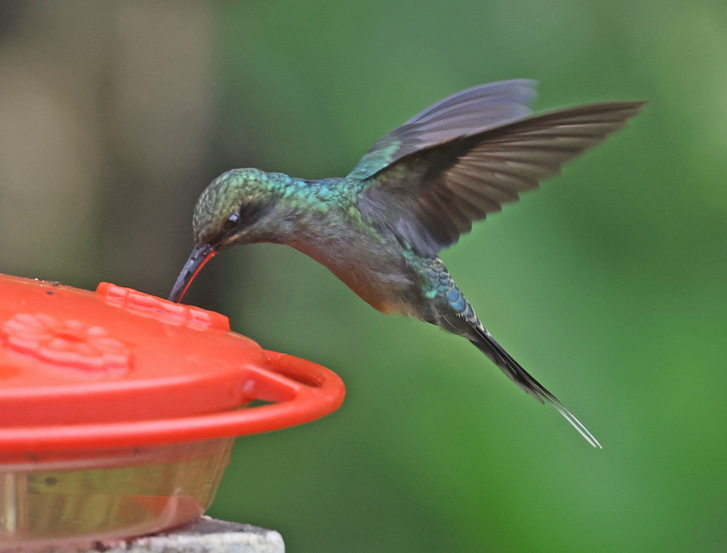 Green Hermit