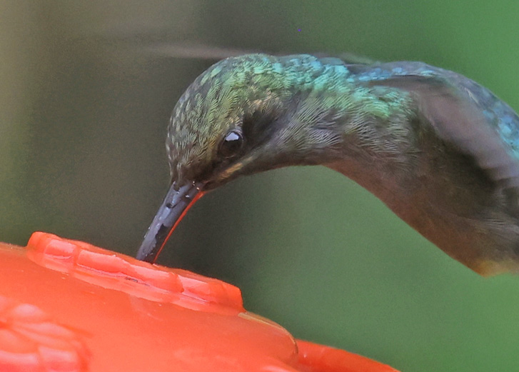 Green Hermit