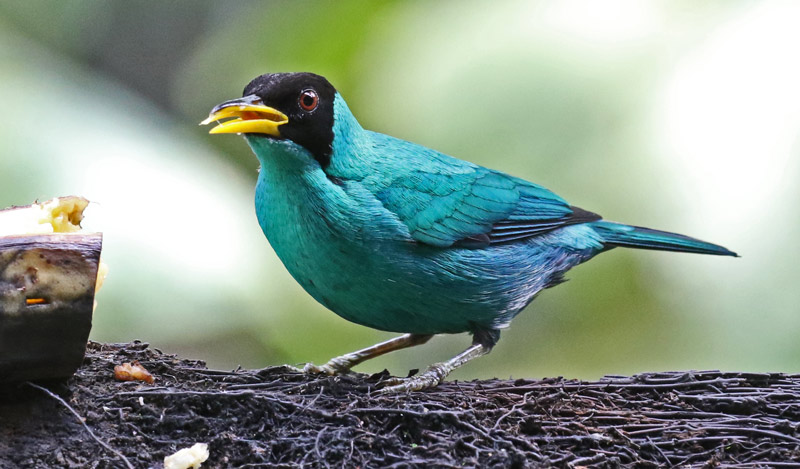 Green Honeycreeper