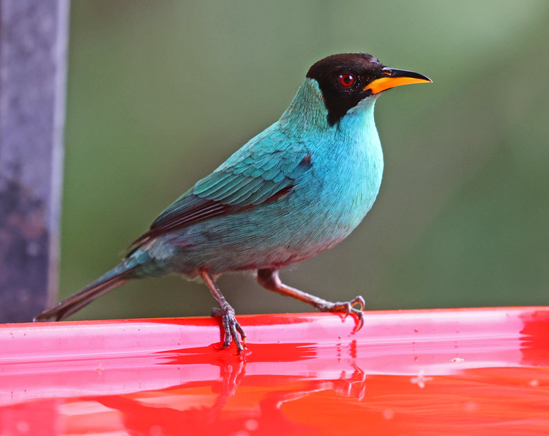 Green Honeycreeper