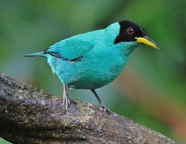 Green Honeycreeper