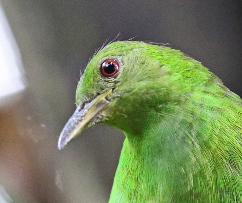 Green Honeycreeper