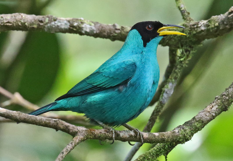 Green Honeycreeper