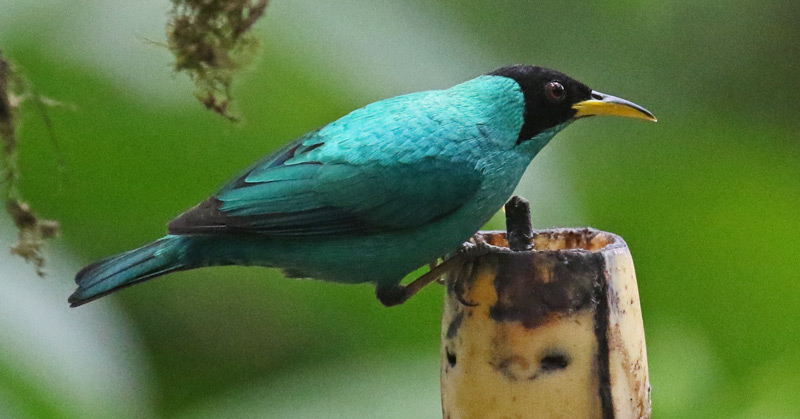 Green Honeycreeper