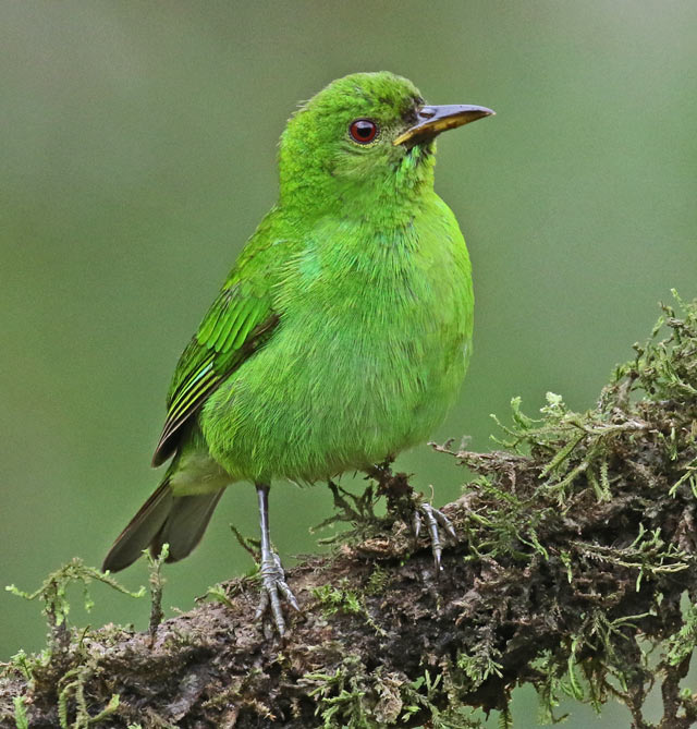 Green Honeycreeper