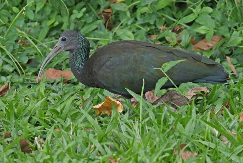 Green Ibis
