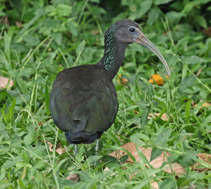Green Ibis