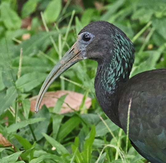 Green Ibis
