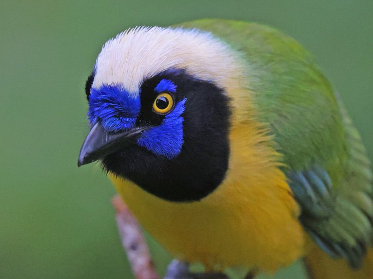 Green Jay (Inca Jay)