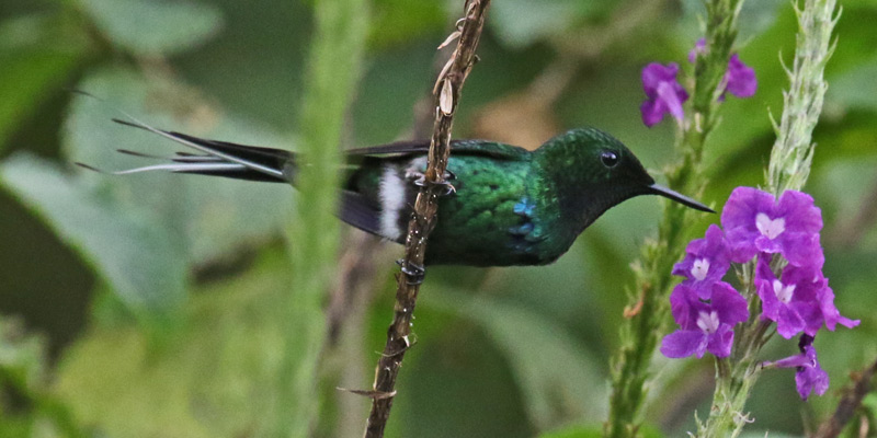 Green Thorntail