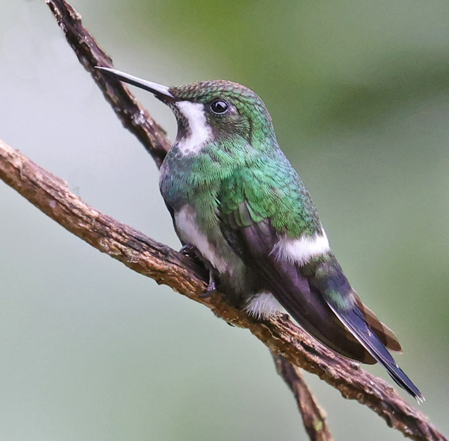 Green Thorntail