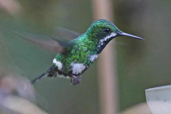Green Thorntail (female)