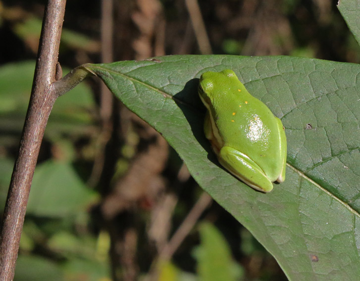 Green Tree Frog