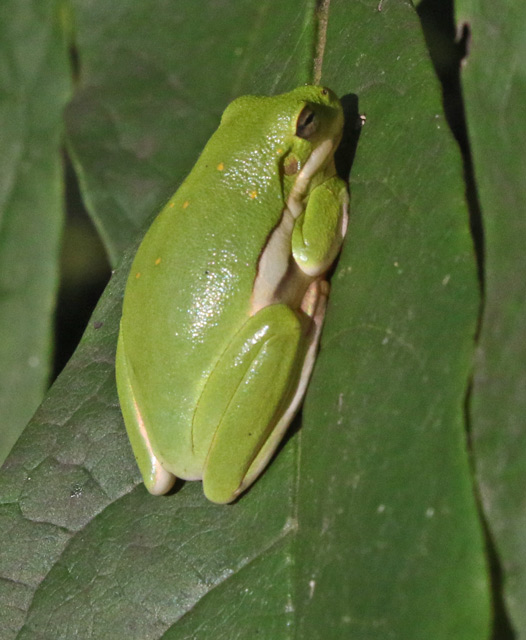 Green Tree Frog