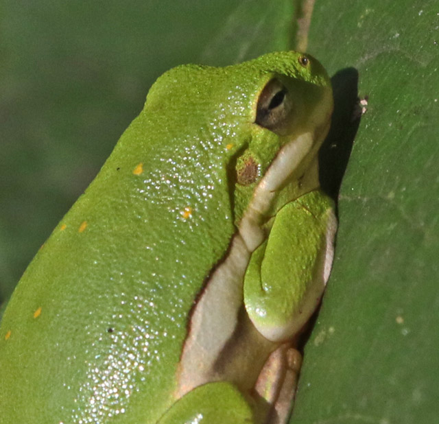Green Tree Frog