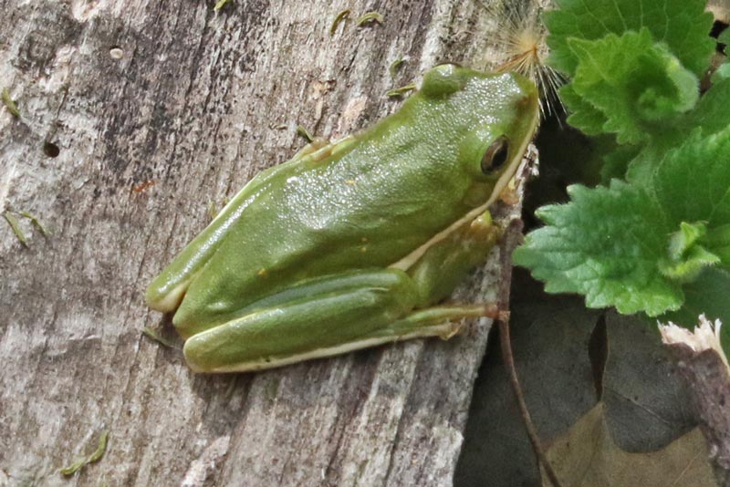 Green Tree Frog