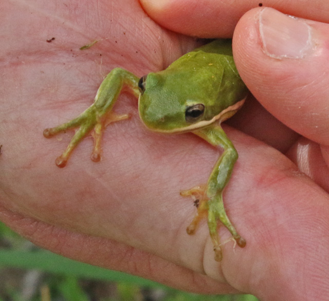 Green Tree Frog