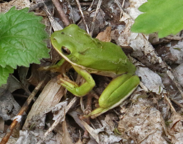 Green Tree Frog
