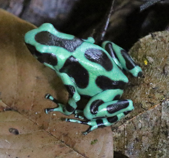 Green-and-Black Poison Dart Frog