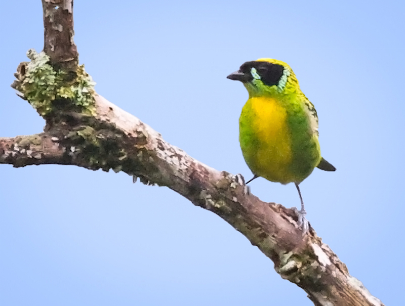Green-and-gold Tanager