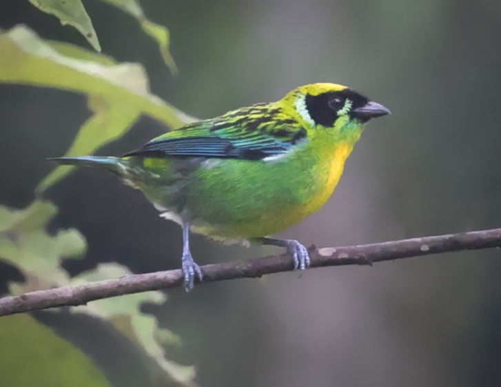 Green-and-gold Tanager