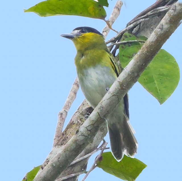 Green-backed Becard