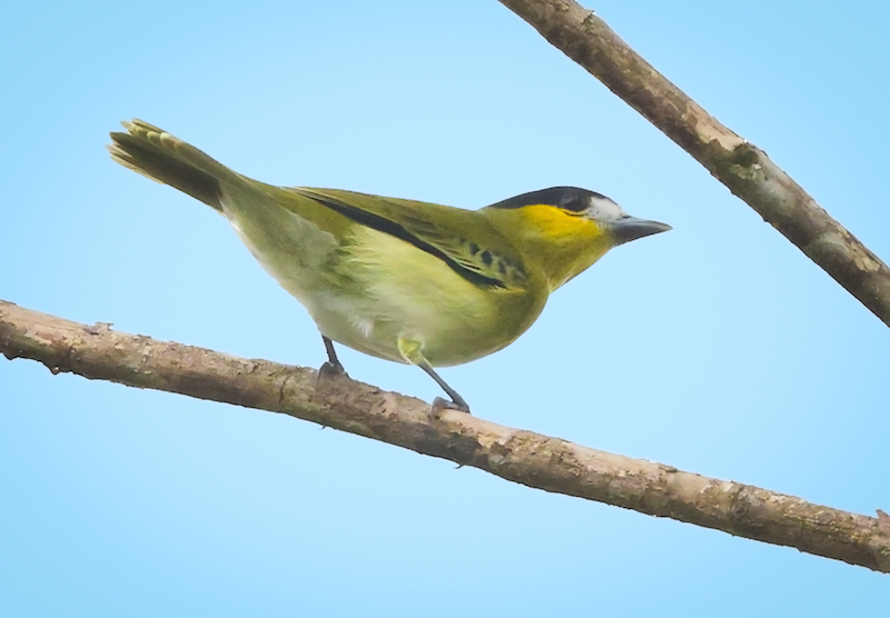 Green-backed Becard