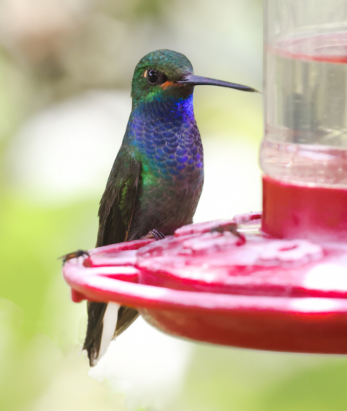 Green-backed Hillstar