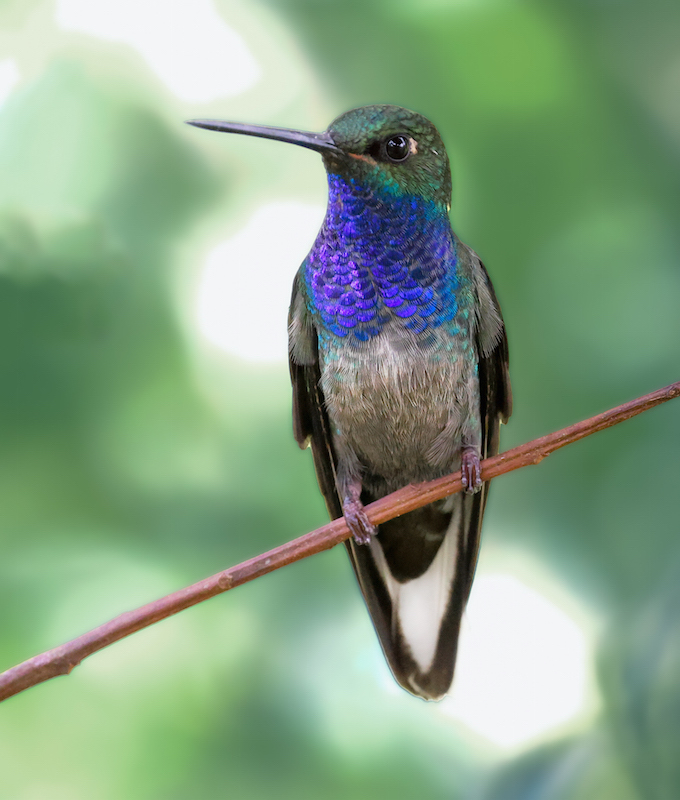 Green-backed Hillstar