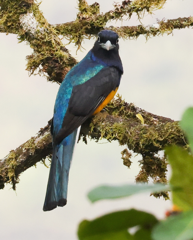Green-backed Trogon