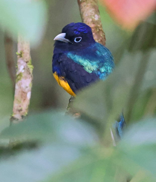 Green-backed Trogon