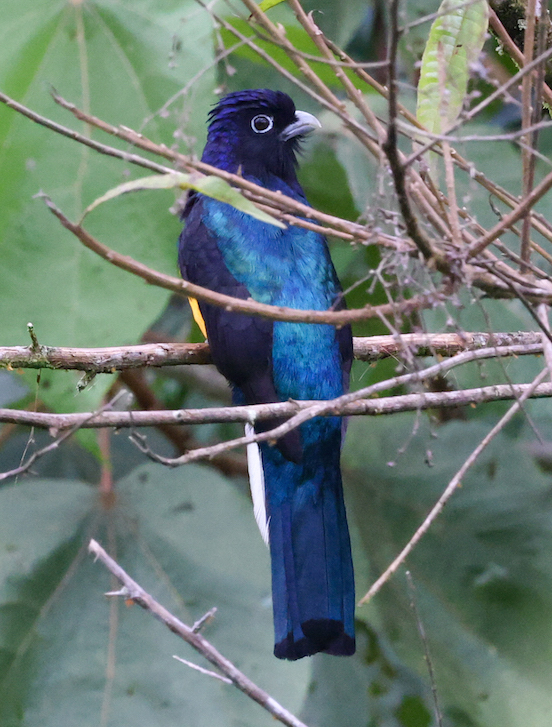 Green-backed Trogon