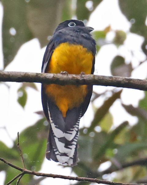 Green-backed Trogon