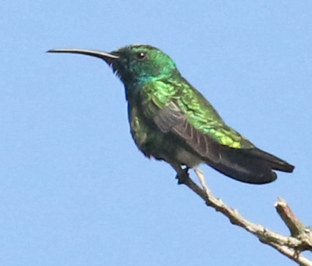 Green-breasted Mango
