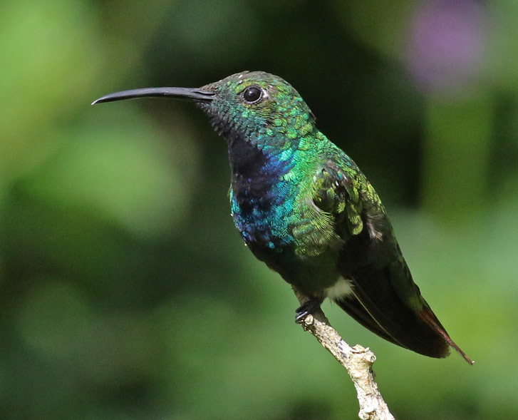 Green-breasted Mango