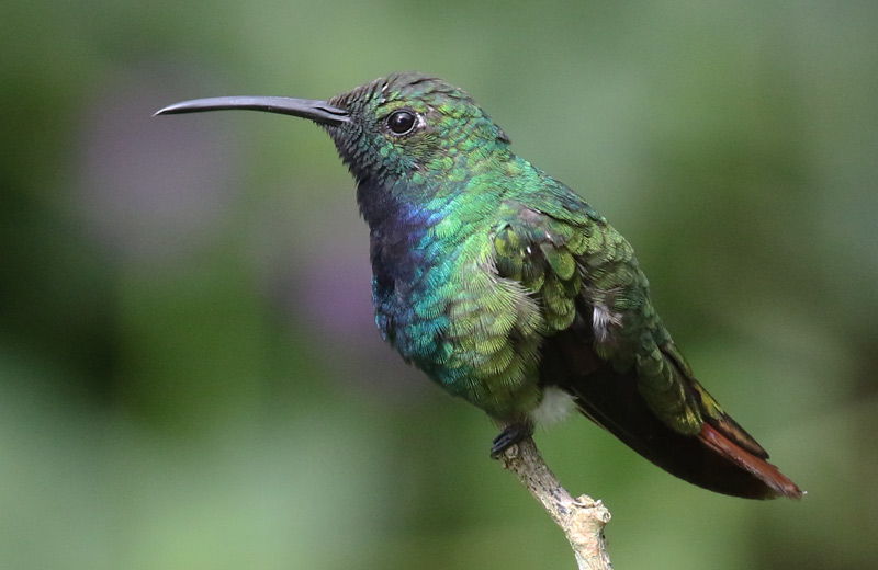 Green-breasted Mango