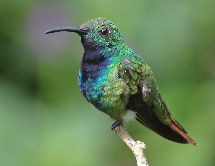 Green-breasted Mango